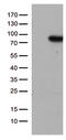 Pre-mRNA-splicing factor SLU7 antibody, TA810915, Origene, Western Blot image 