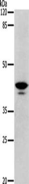 Dopamine Receptor D4 antibody, CSB-PA695604, Cusabio, Western Blot image 