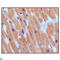 Natriuretic Peptide B antibody, LS-C813342, Lifespan Biosciences, Immunohistochemistry paraffin image 