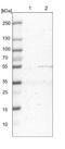 Mitochondrial Ribosomal Protein S30 antibody, NBP1-87343, Novus Biologicals, Western Blot image 