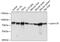 Lamin B1 antibody, 16-793, ProSci, Western Blot image 