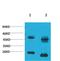 Potassium Voltage-Gated Channel Subfamily A Member 10 antibody, A11040, Boster Biological Technology, Western Blot image 