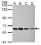 Nuclear RNA Export Factor 3 antibody, NBP2-19614, Novus Biologicals, Western Blot image 