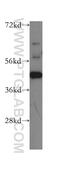 Upstream stimulatory factor 2 antibody, 16614-1-AP, Proteintech Group, Western Blot image 