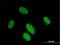 Paired Like Homeodomain 2 antibody, H00005308-M01, Novus Biologicals, Immunocytochemistry image 