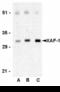 XIAP Associated Factor 1 antibody, TA306145, Origene, Western Blot image 