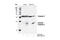 Caspase 3 antibody, 9662S, Cell Signaling Technology, Western Blot image 