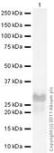 Nerve Growth Factor antibody, ab6199, Abcam, Western Blot image 