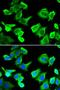 Heat Shock Protein Family B (Small) Member 1 antibody, LS-C330863, Lifespan Biosciences, Immunofluorescence image 