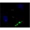 Neuropeptide Y antibody, BPD-ABS-028-08-02, Enzo Life Sciences, Immunofluorescence image 