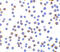 X-Box Binding Protein 1 antibody, ADI-905-739-100, Enzo Life Sciences, Immunocytochemistry image 