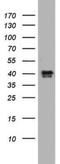 Nuclear Receptor Binding Factor 2 antibody, NBP2-46258, Novus Biologicals, Western Blot image 