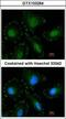 Calpain 5 antibody, GTX103264, GeneTex, Immunofluorescence image 
