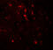 WWC1 antibody, 7991, ProSci, Immunofluorescence image 