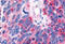 Nuclear receptor ROR-beta antibody, MBS243374, MyBioSource, Immunohistochemistry frozen image 