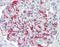 Fibroblast Growth Factor 11 antibody, orb178830, Biorbyt, Immunohistochemistry paraffin image 