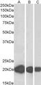 Cysteine And Glycine Rich Protein 3 antibody, GTX88505, GeneTex, Western Blot image 
