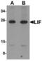 LIF Interleukin 6 Family Cytokine antibody, LS-B7078, Lifespan Biosciences, Western Blot image 