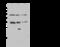 Succinate-CoA Ligase Alpha Subunit antibody, 107282-T40, Sino Biological, Western Blot image 