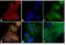 Mouse IgG antibody, SA5-10167, Invitrogen Antibodies, Immunofluorescence image 