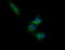 Retinoic Acid Receptor Responder 1 antibody, LS-C174674, Lifespan Biosciences, Immunofluorescence image 