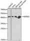 HEXIM P-TEFb Complex Subunit 2 antibody, LS-C750538, Lifespan Biosciences, Western Blot image 