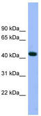 Actin Related Protein 3 antibody, TA340070, Origene, Western Blot image 