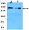 EGFR antibody, AP06096PU-N, Origene, Western Blot image 