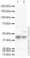 Wnt Family Member 1 antibody, ab85060, Abcam, Western Blot image 