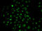 Phospholipase C Gamma 2 antibody, 18-557, ProSci, Immunofluorescence image 