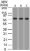Calcium/Calmodulin Dependent Protein Kinase II Beta antibody, TA336581, Origene, Western Blot image 