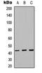 Selectin L antibody, LS-C358322, Lifespan Biosciences, Western Blot image 