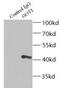 Aspartate aminotransferase, cytoplasmic antibody, FNab03567, FineTest, Immunoprecipitation image 