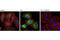 NUMB Endocytic Adaptor Protein antibody, 9878S, Cell Signaling Technology, Immunofluorescence image 