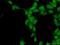 SYF2 Pre-MRNA Splicing Factor antibody, 16958-1-AP, Proteintech Group, Immunofluorescence image 