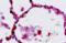 Transcriptional Repressor GATA Binding 1 antibody, orb373733, Biorbyt, Immunohistochemistry paraffin image 