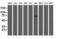 Rho GTPase Activating Protein 25 antibody, NBP2-03024, Novus Biologicals, Western Blot image 