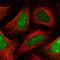 Stem-Loop Binding Protein antibody, HPA061670, Atlas Antibodies, Immunofluorescence image 