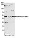 SWI/SNF-related matrix-associated actin-dependent regulator of chromatin subfamily B member 1 antibody, A301-087A, Bethyl Labs, Western Blot image 