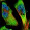 63 kDa membrane protein antibody, HPA001225, Atlas Antibodies, Immunofluorescence image 