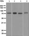 Kallikrein B1 antibody, TA310647, Origene, Western Blot image 