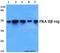 Protein Kinase CAMP-Dependent Type II Regulatory Subunit Beta antibody, A04943T109, Boster Biological Technology, Western Blot image 