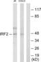 Interferon Regulatory Factor 2 antibody, abx013392, Abbexa, Western Blot image 