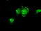 Pim-2 Proto-Oncogene, Serine/Threonine Kinase antibody, TA501062, Origene, Immunofluorescence image 