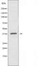 ATPase H+ Transporting Accessory Protein 2 antibody, orb225614, Biorbyt, Western Blot image 