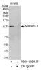 Heterogeneous nuclear ribonucleoprotein U antibody, A300-690A, Bethyl Labs, Immunoprecipitation image 