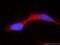 Transient Receptor Potential Cation Channel Subfamily V Member 5 antibody, 17322-1-AP, Proteintech Group, Immunofluorescence image 