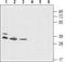 HVCN1 antibody, TA328862, Origene, Western Blot image 