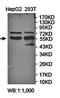 Zinc Finger Protein 768 antibody, orb78473, Biorbyt, Western Blot image 