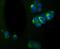 Internexin Neuronal Intermediate Filament Protein Alpha antibody, A03756, Boster Biological Technology, Immunocytochemistry image 